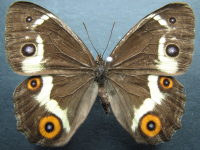 Tisiphone abeona morrisi - Adult